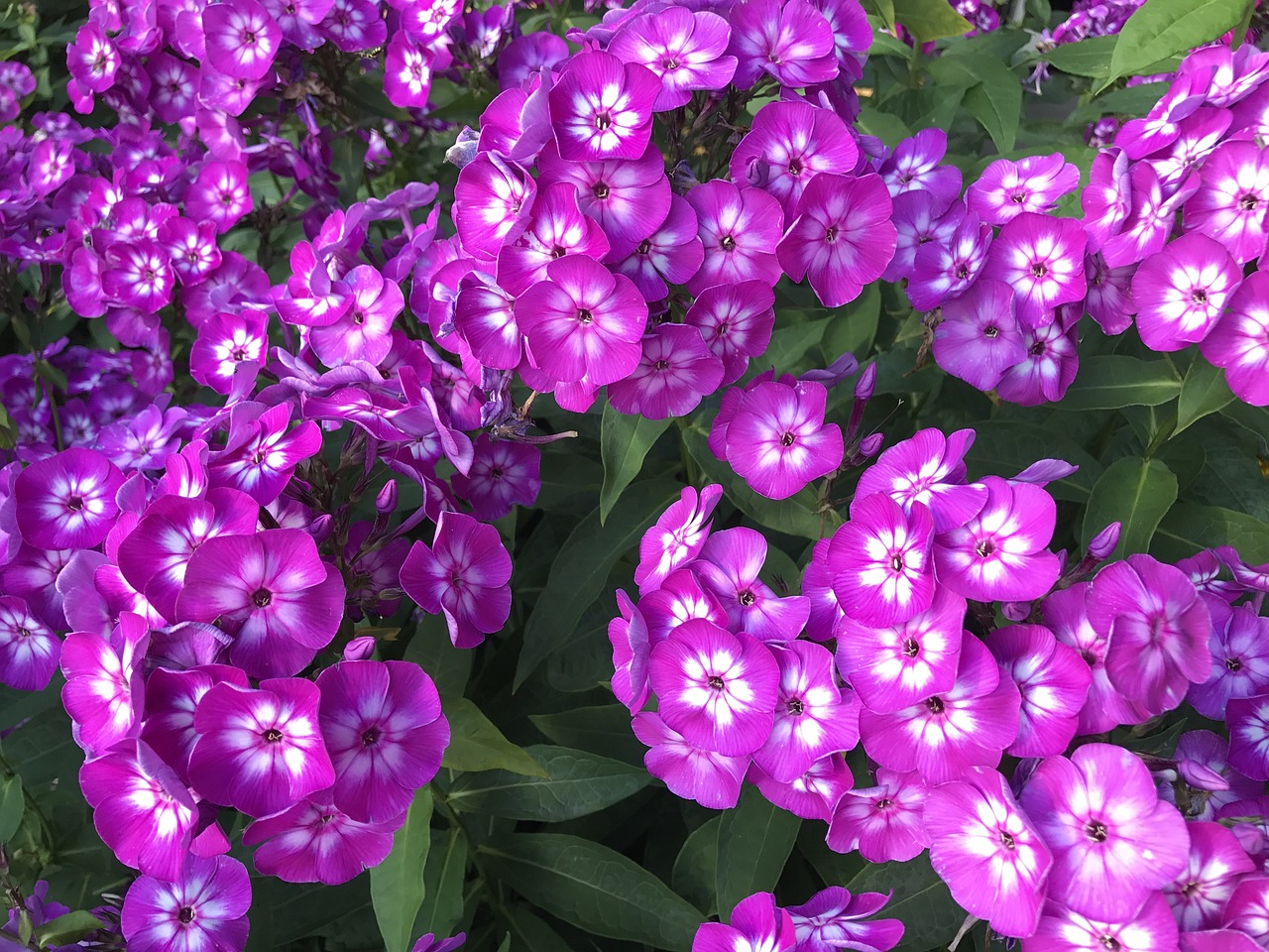 室内绿植盆栽鸿运当头，美化家居，吉祥富贵之花