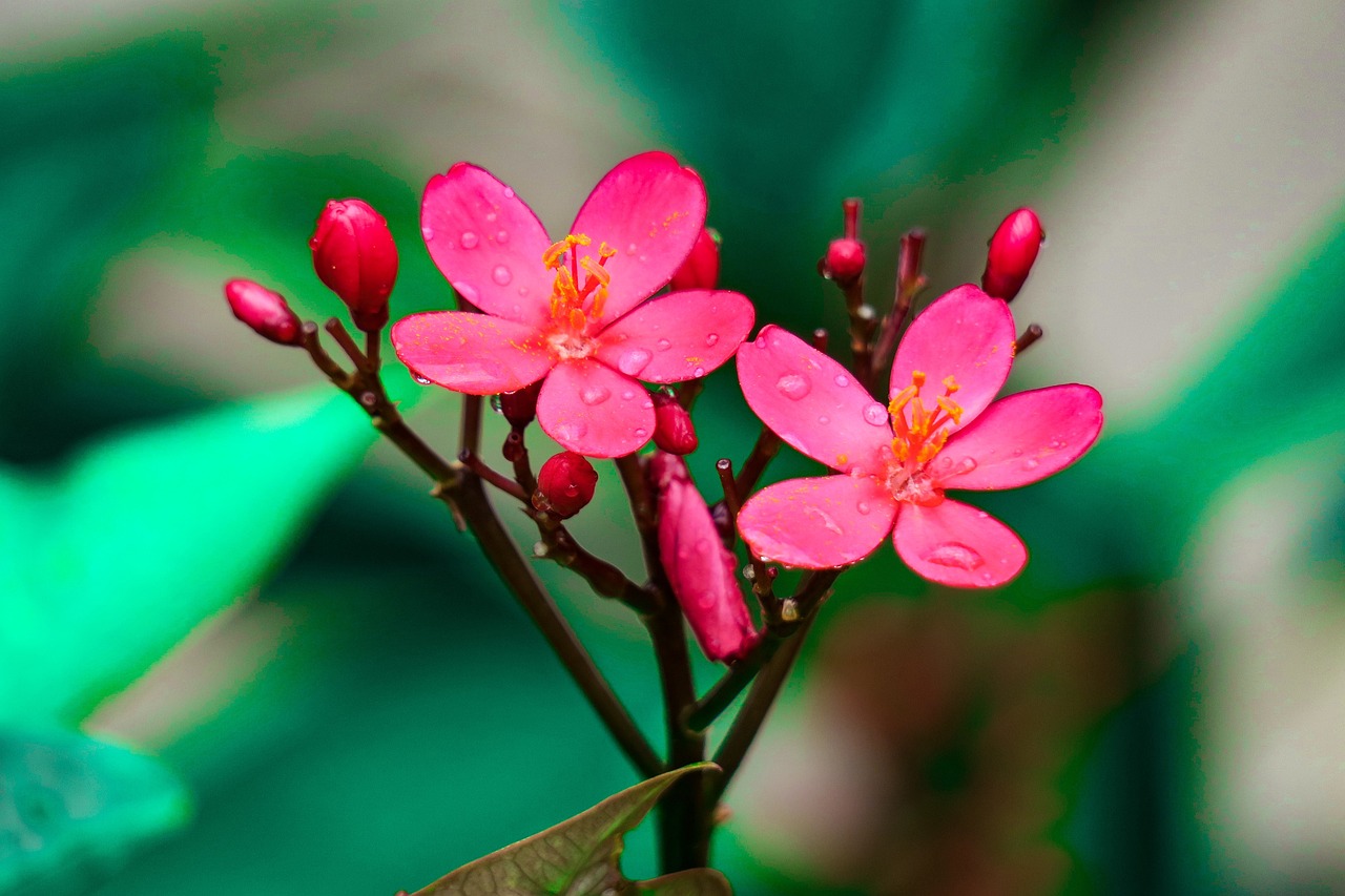 室外绿植盆栽茶花的美丽与养护