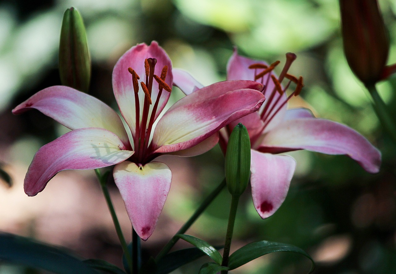 室内绿植盆栽带花兰花，美化家居的优雅之选