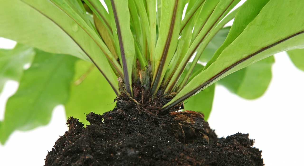 室内绿植盆栽颗粒土的应用与优势