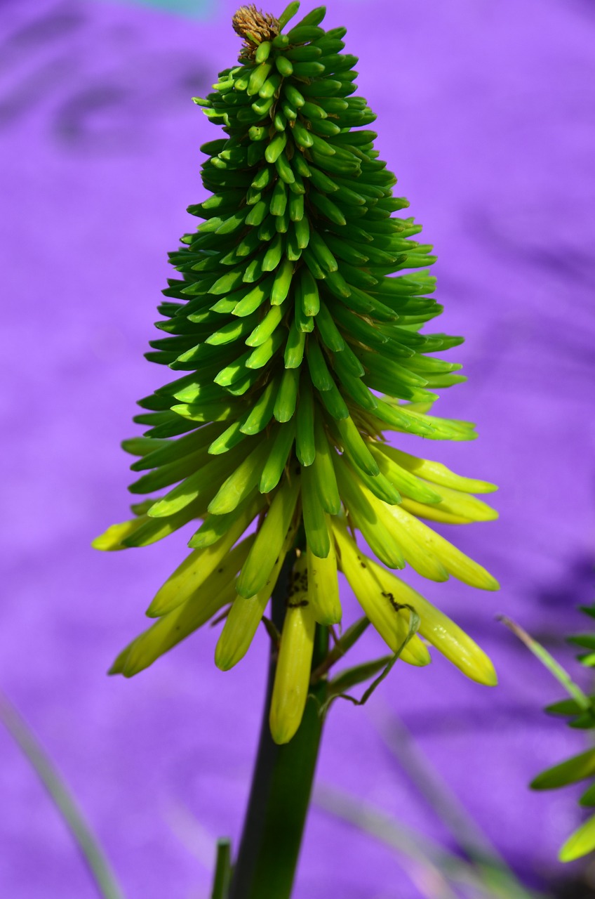 室内绿植盆栽的选择与养护，哪种绿植盆栽最好养