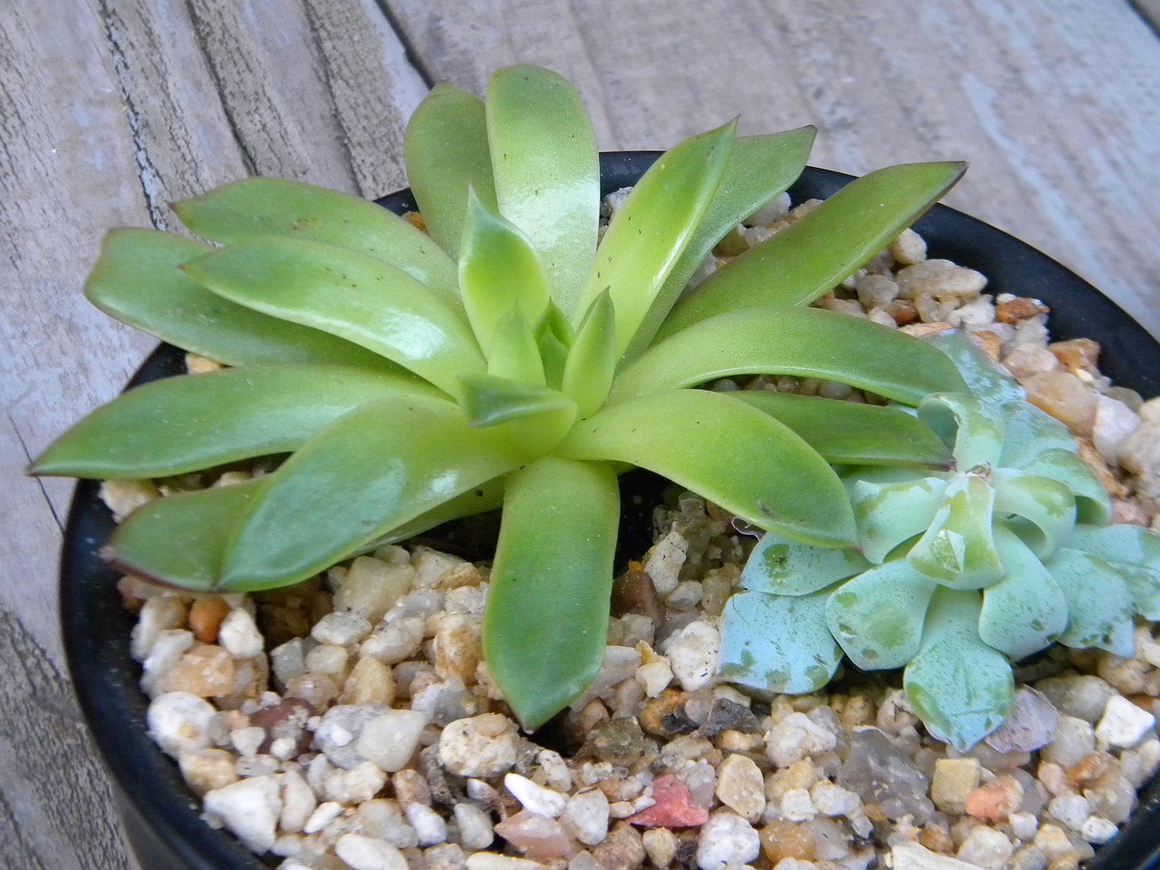 室内绿植盆栽，美化居室的绿色精灵