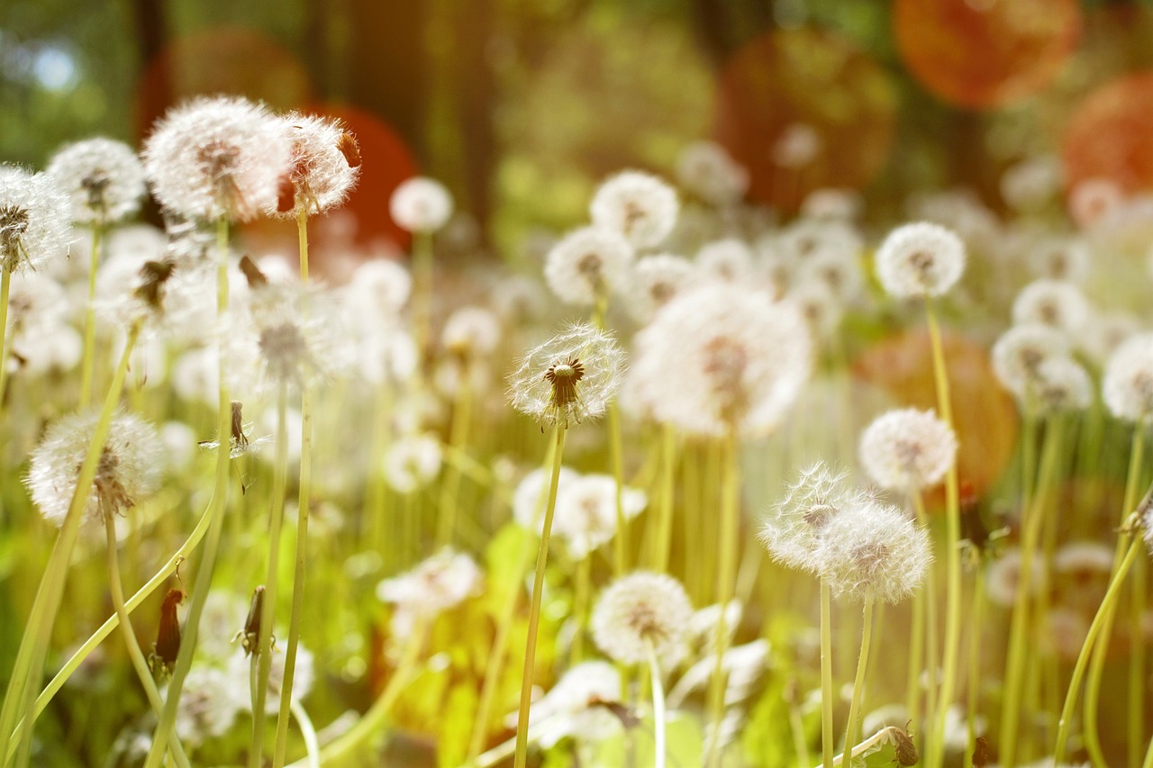 室内盆栽绿植花卉大棵型，美化家居的理想选择