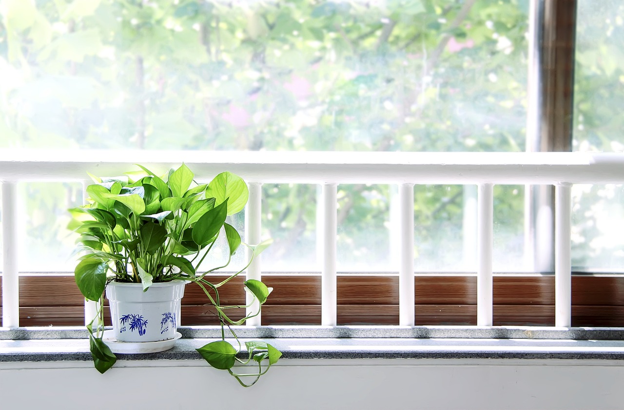 哪些绿植盆栽不宜放在室内——了解植物与居住环境的和谐共生