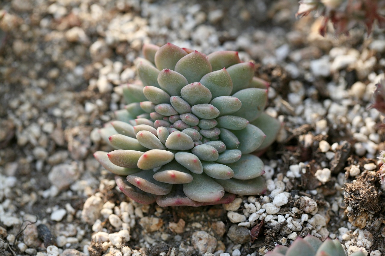 室内绿植盆栽，水培龟背竹的种植与养护