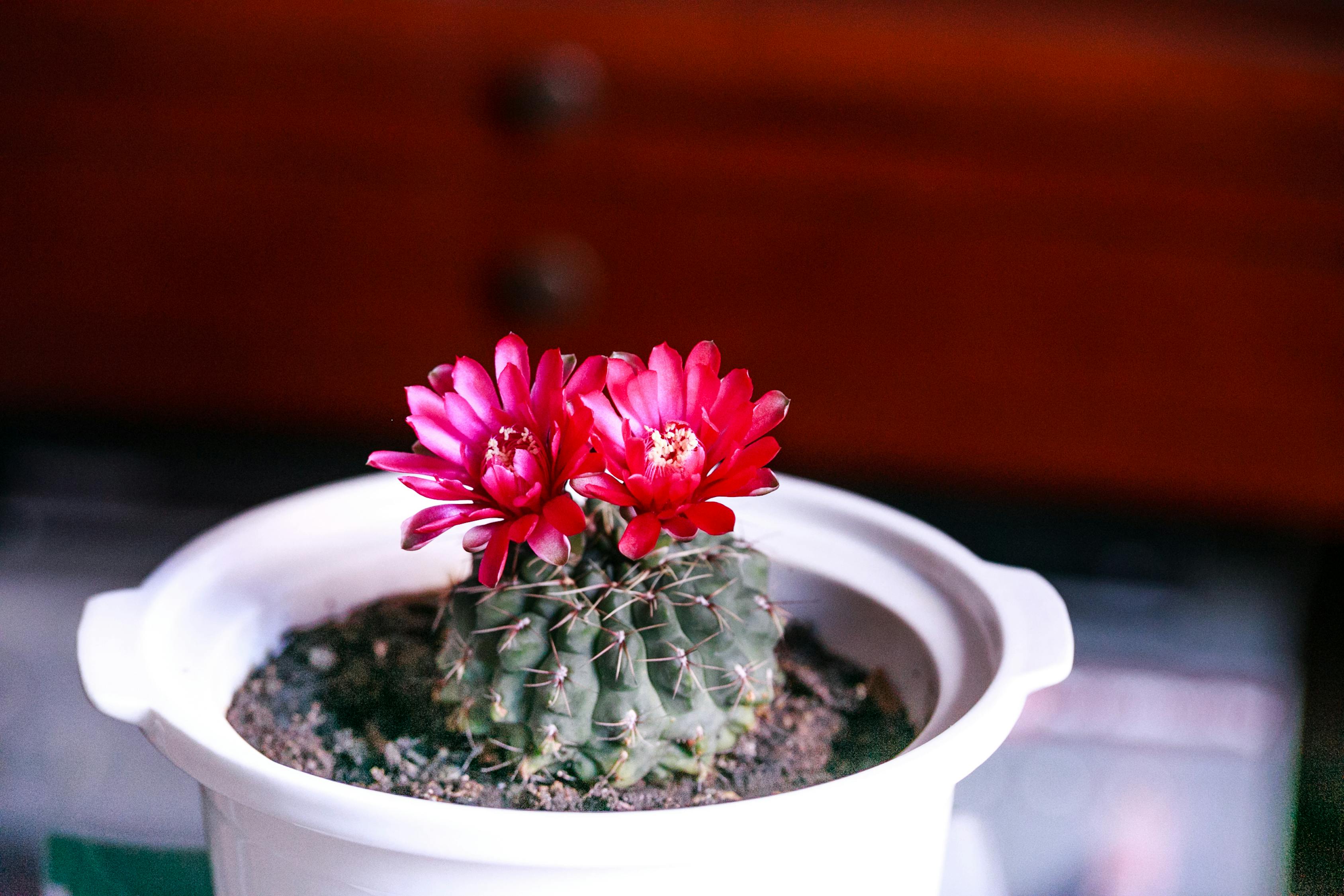 室内绿植盆栽与室内花盆，美化生活的完美结合