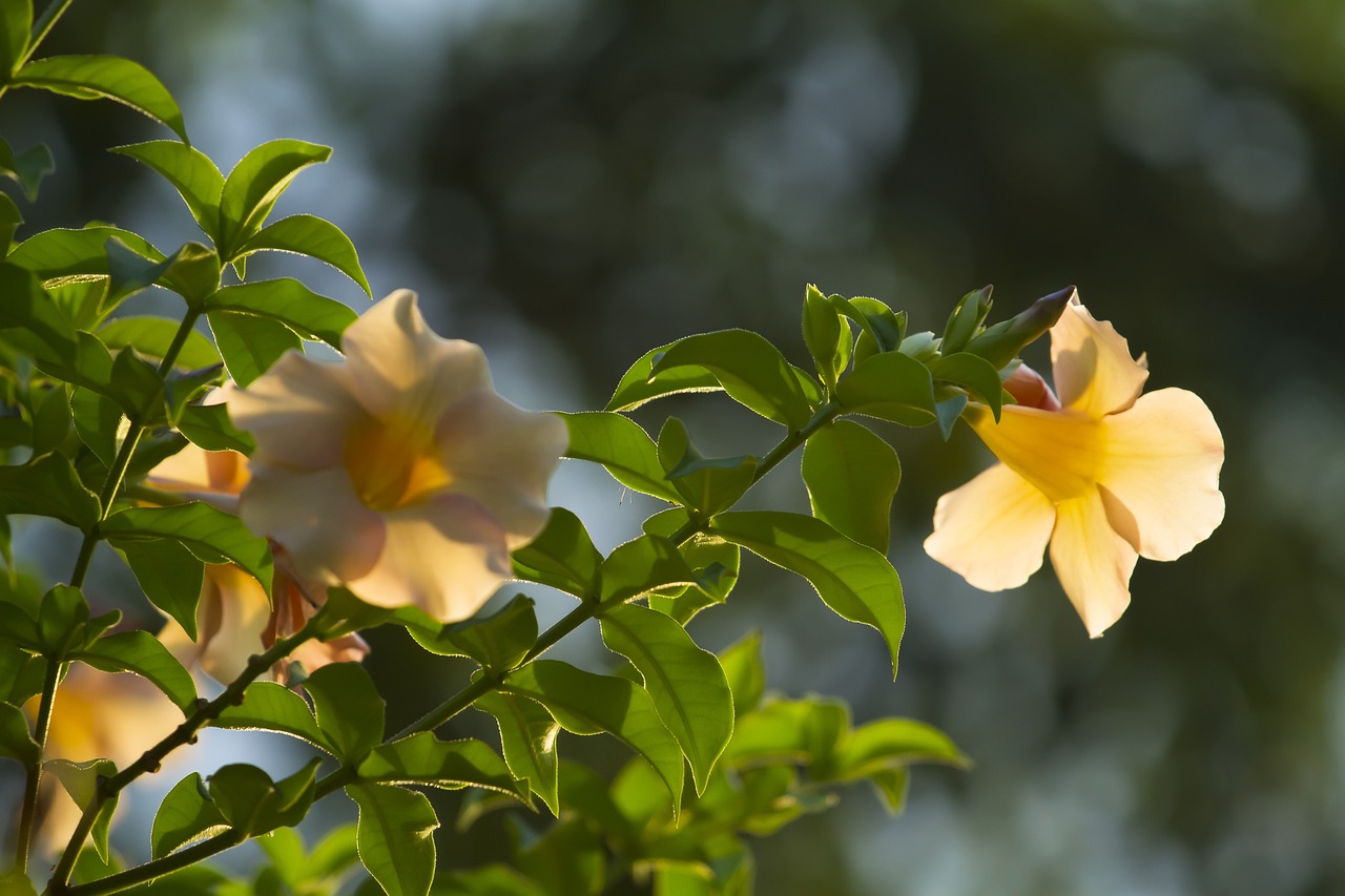 室内绿植盆栽，绿芙蓉的独特魅力