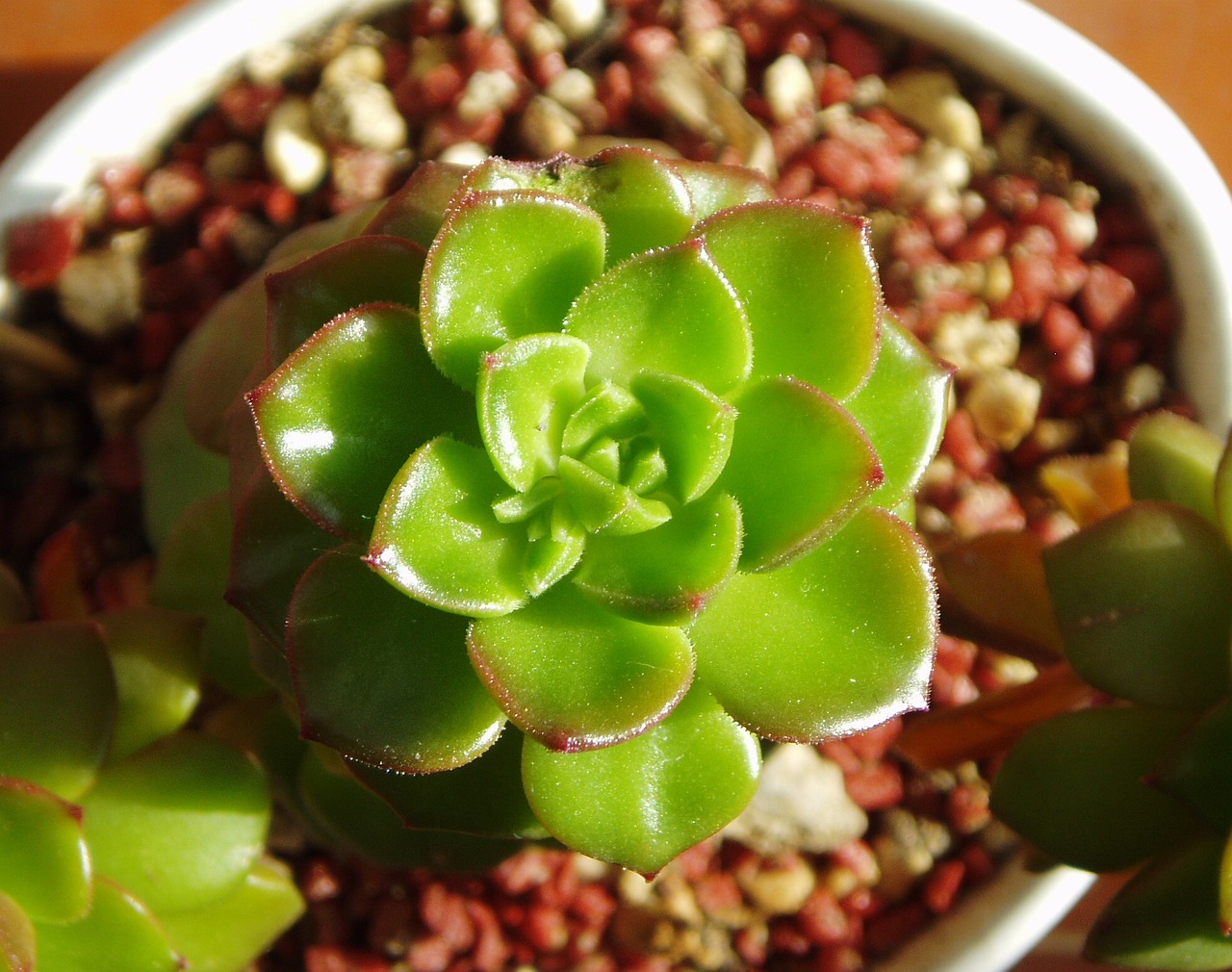 绿植室内大盆栽南天竹，轻松打造优雅生活空间的首选植物