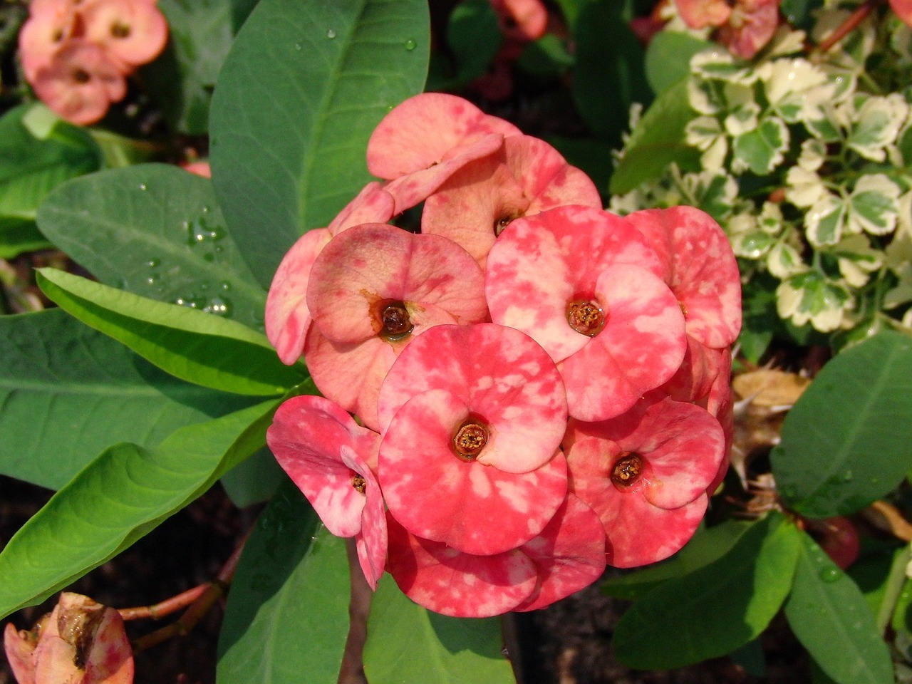 室内绿植盆栽，栀子花的独特魅力与小盆栽培