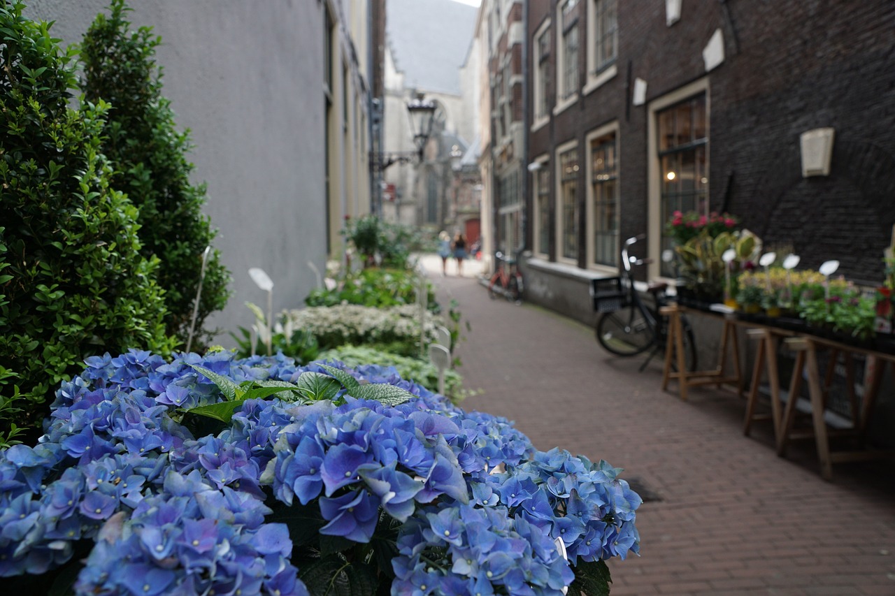 室内绿植盆栽，落地之美