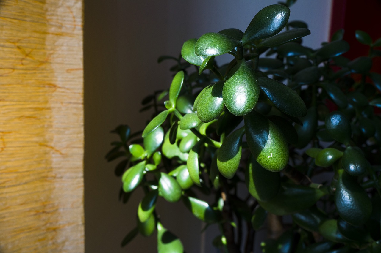 室内小水培绿植盆栽，美化家居的新选择