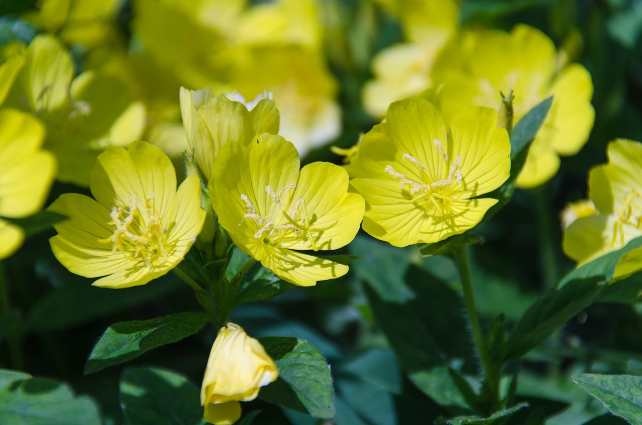 室内绿植盆栽花种子，美化生活的秘密武器