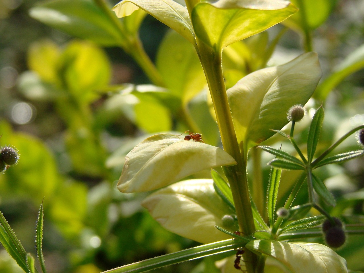 室内绿植盆栽树，美化生活的绿色选择