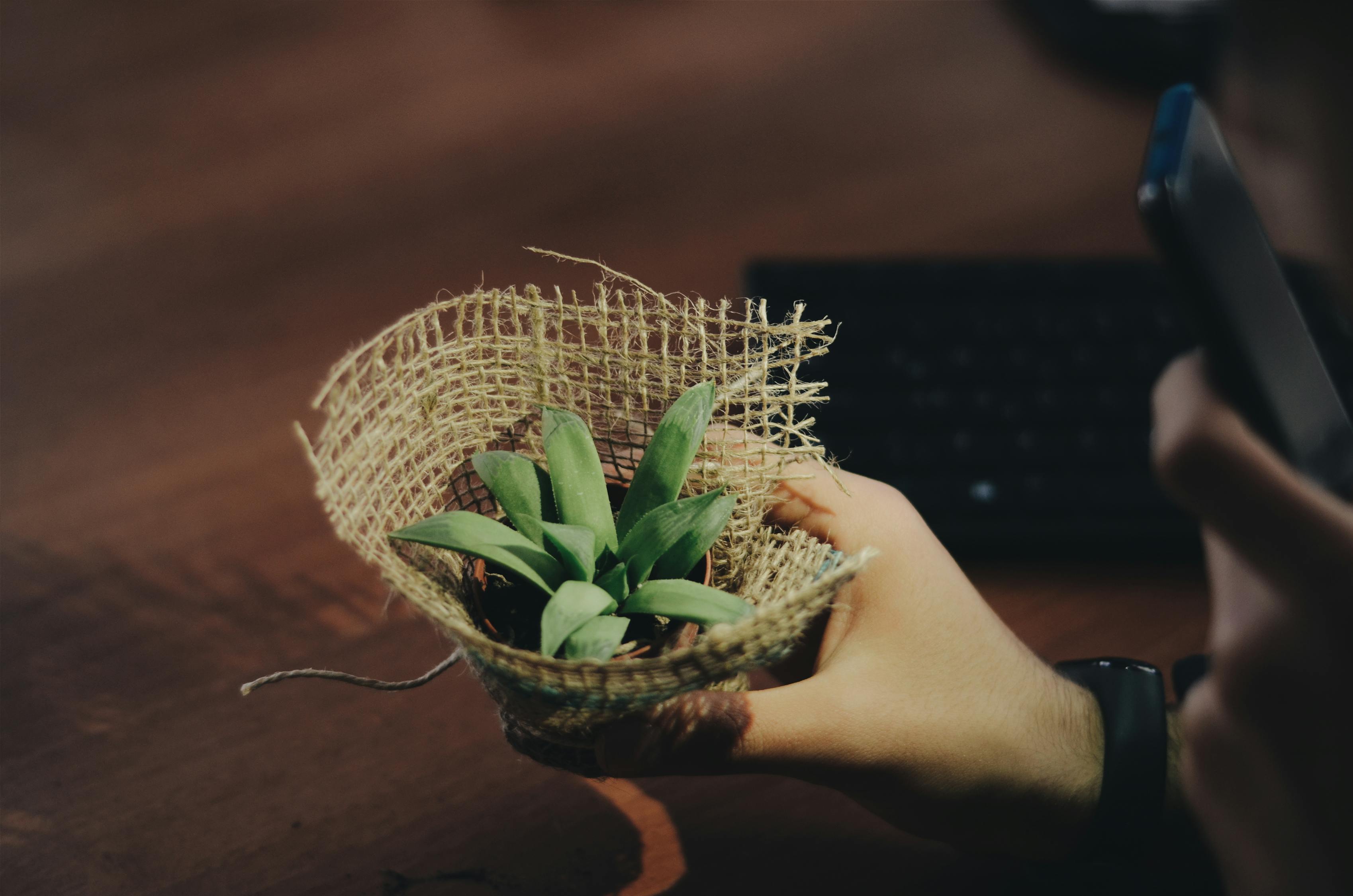 绿植盆栽，室内床头的美学与舒适度