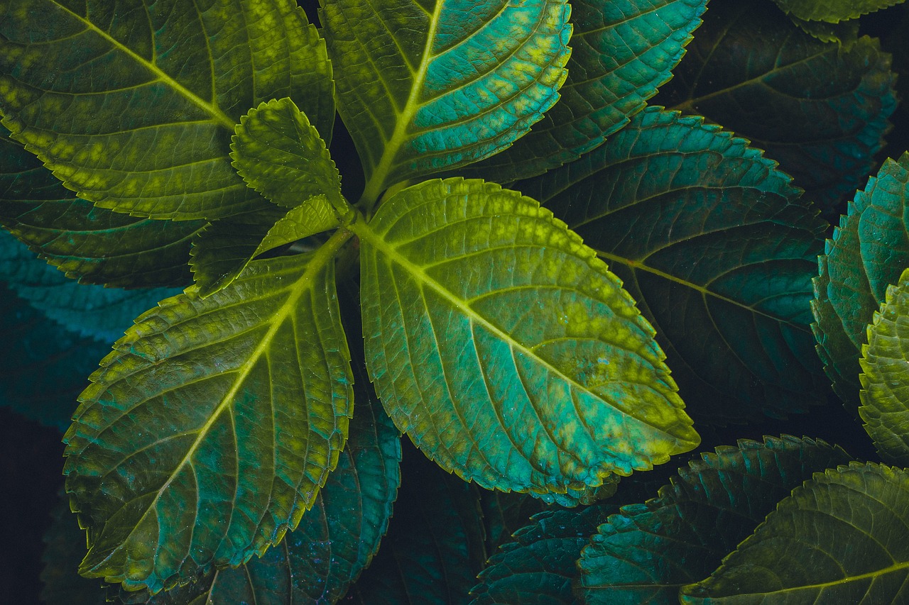 室内绿植小盆栽与风水，美化居家环境的双重艺术