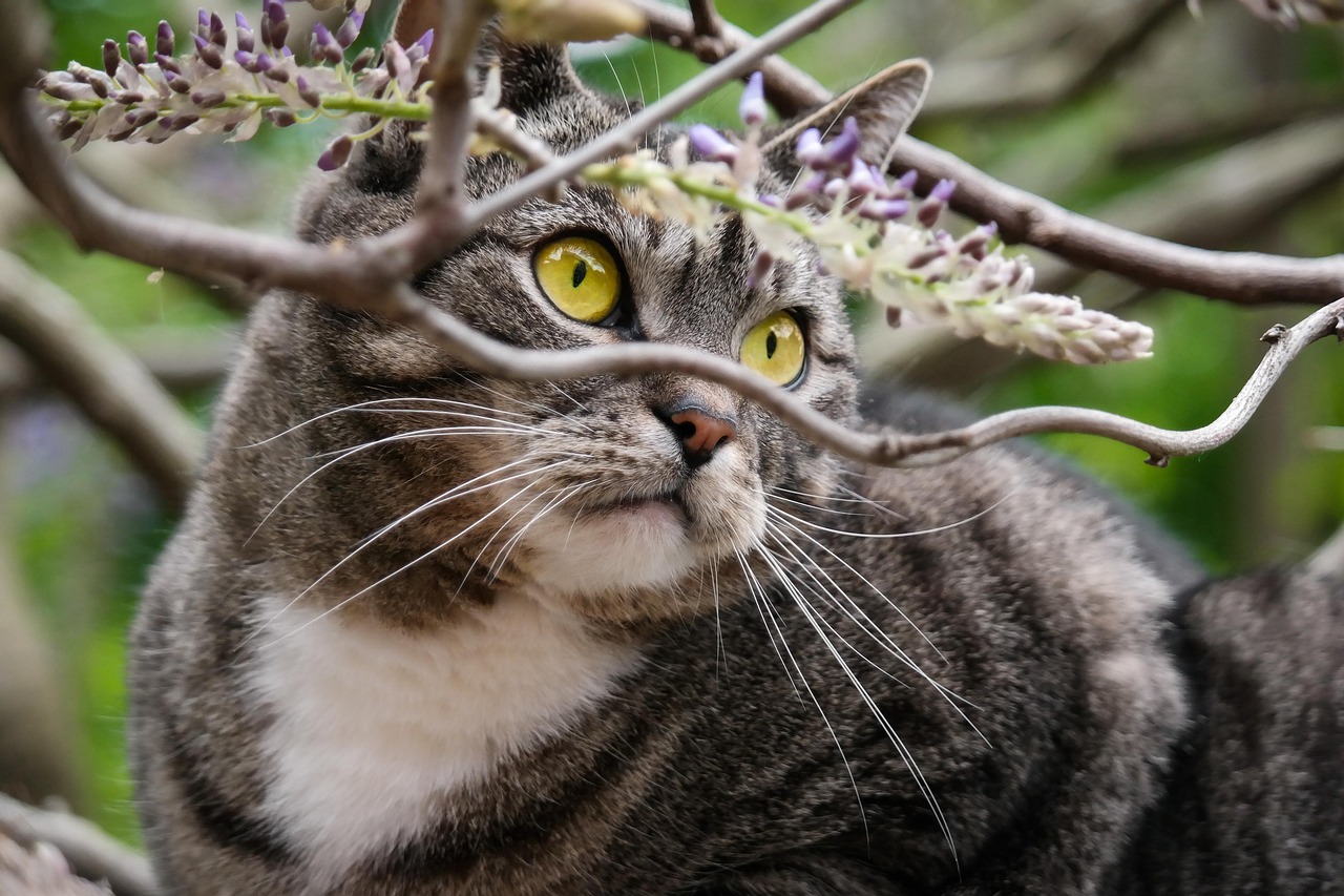 藏头露尾躲一躲，猜一谜语生肖动物——揭秘谜底与解析