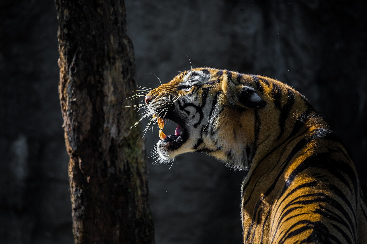 解析关键词与生肖，画蛇添足、猪后转鞍、前马后为你来与生肖的准确关联