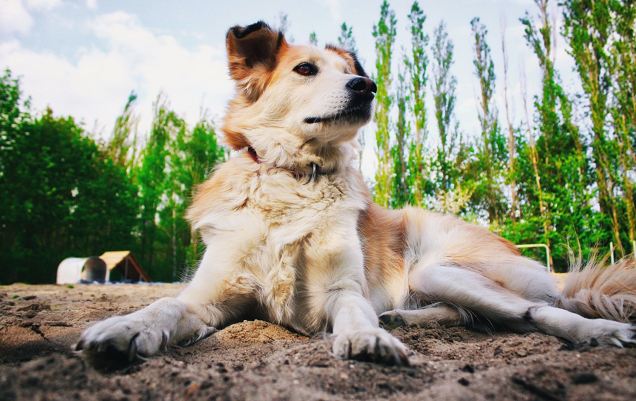 寻找守护家国精神的精准生肖——犬的象征与生肖解读