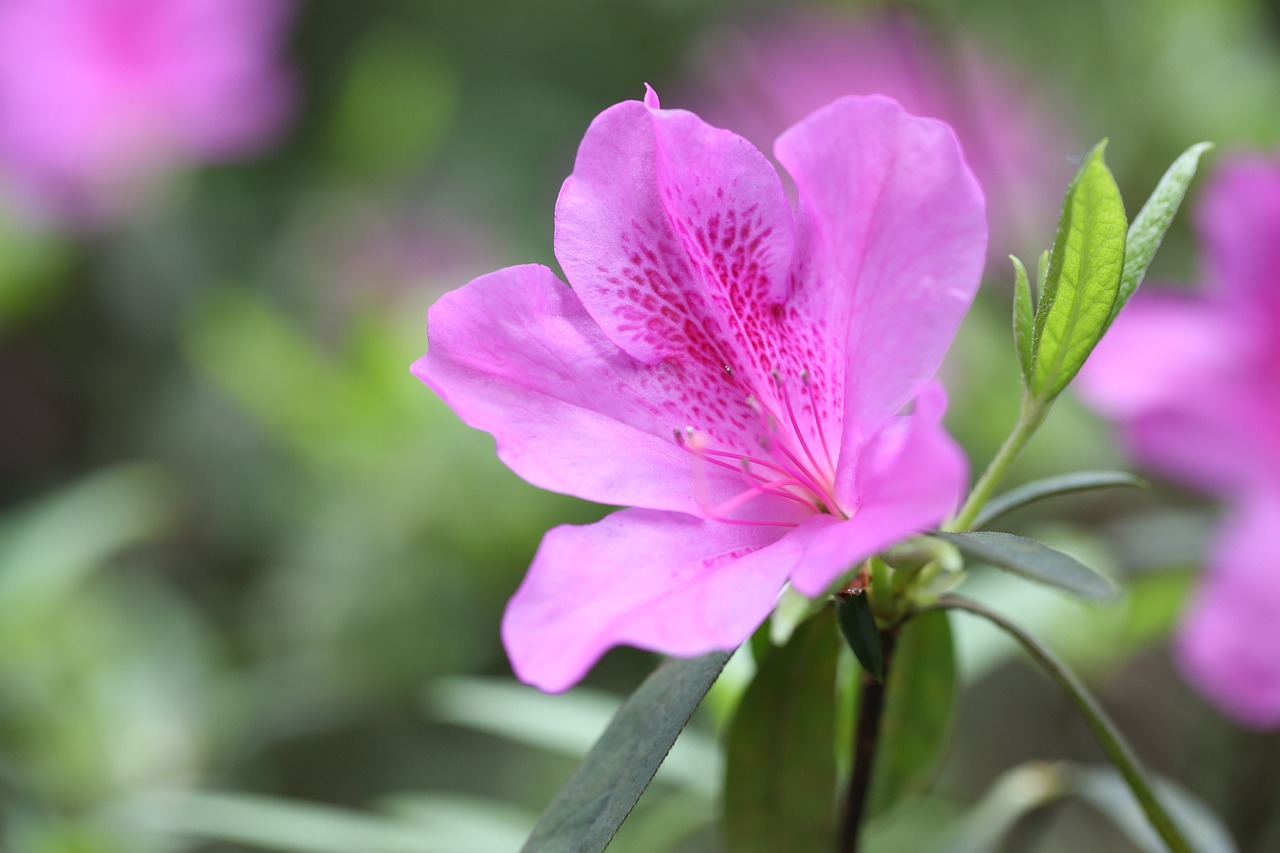 室外桂花大盆栽的种植与欣赏