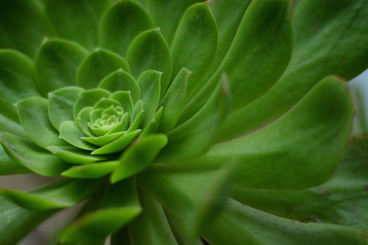 绿植盆栽，一米室内的绿色魅力