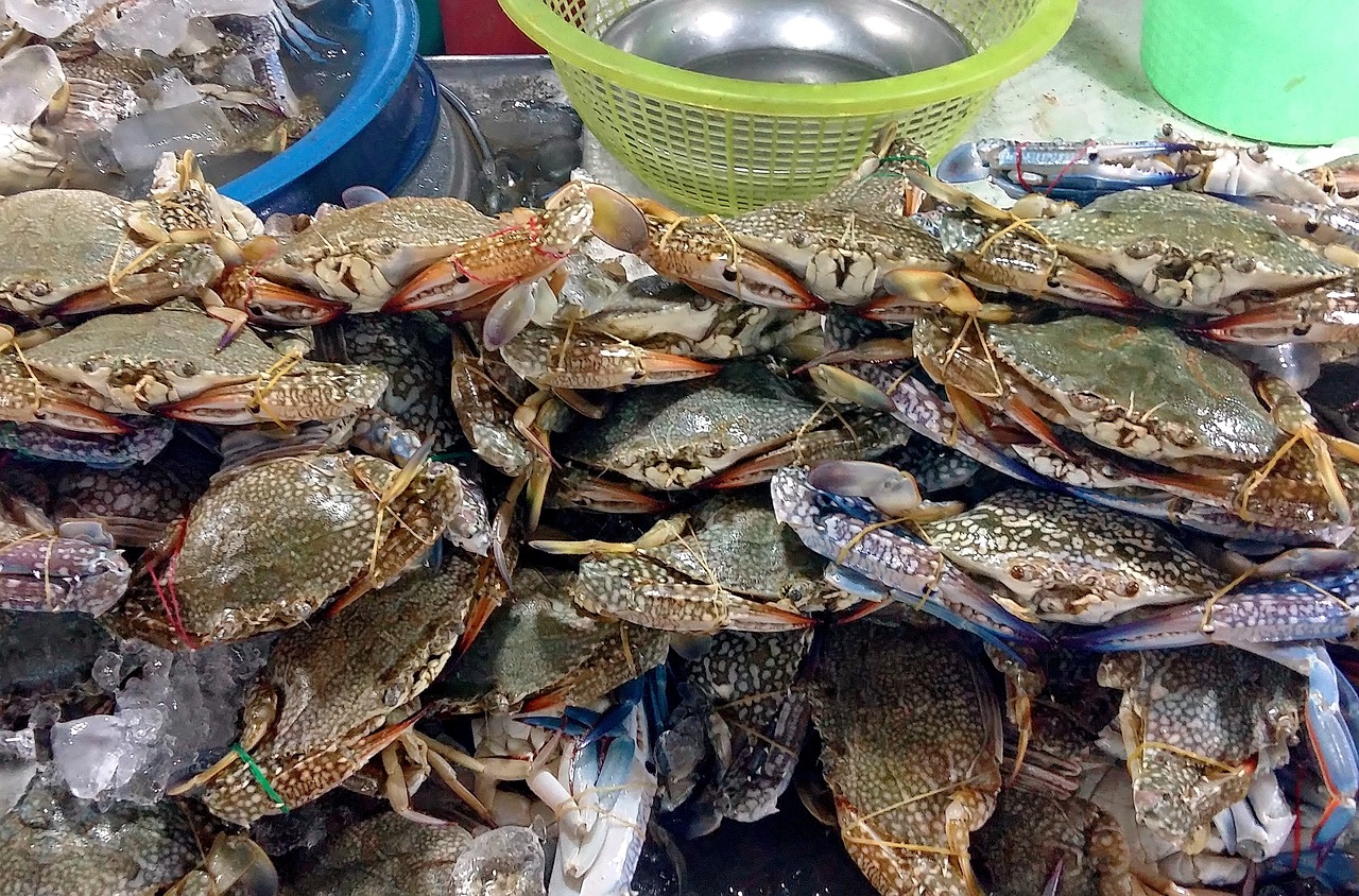 千岛湖鱼妈妈地址，美食与生态的完美结合