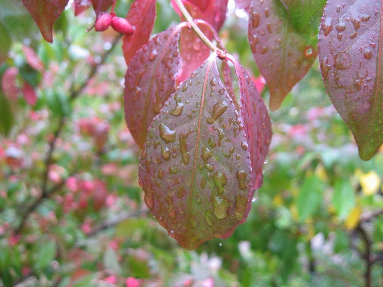 室内绿植盆栽，红玫瑰花树的多彩魅力