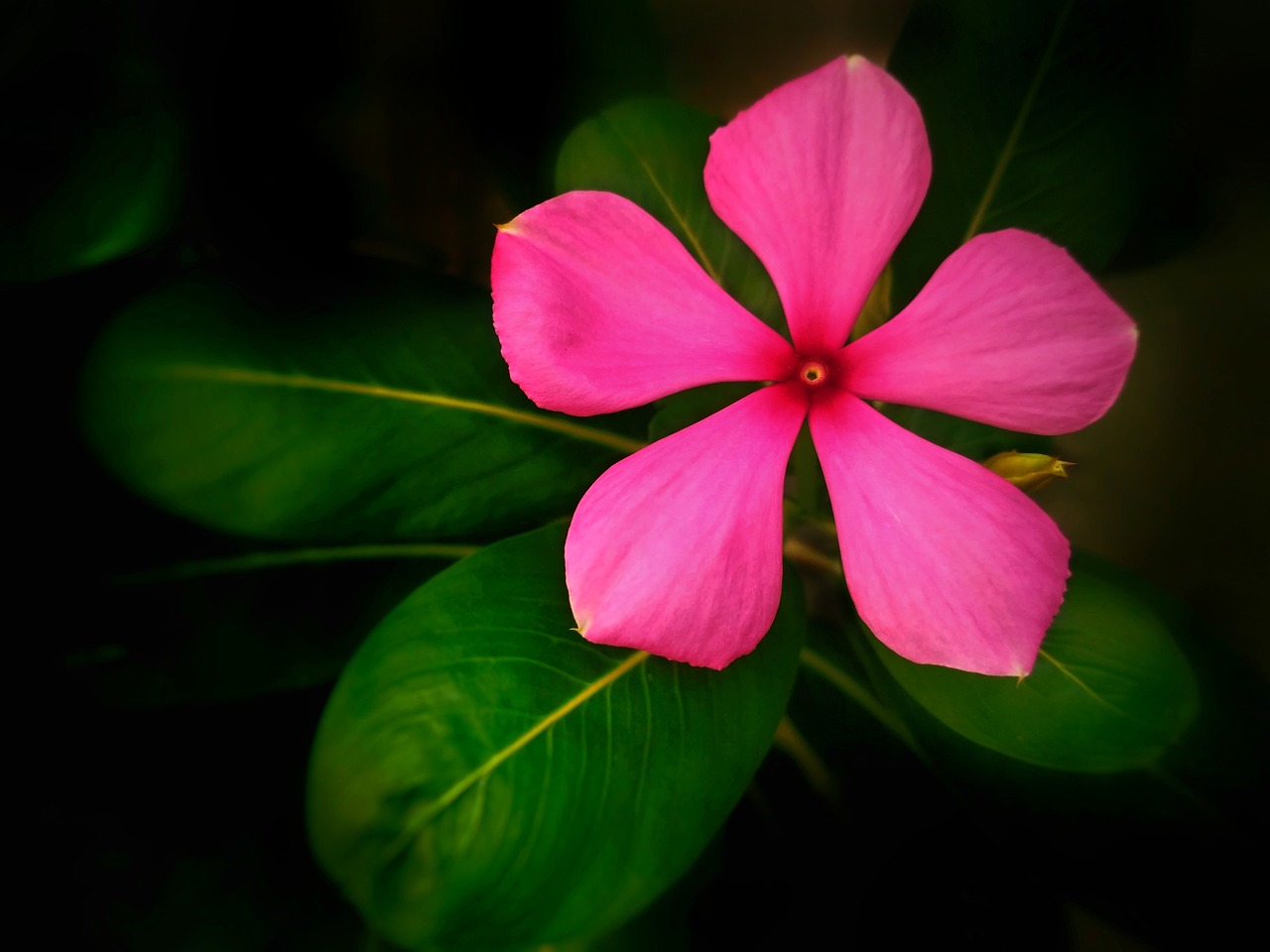 室内绿植盆栽，栀子花的魅力与养护