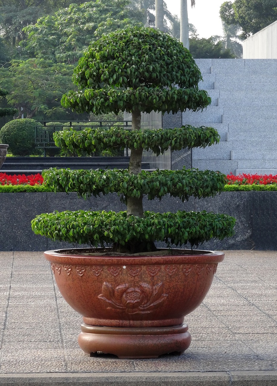 室内绿植之兰花盆栽的魅力与养护艺术