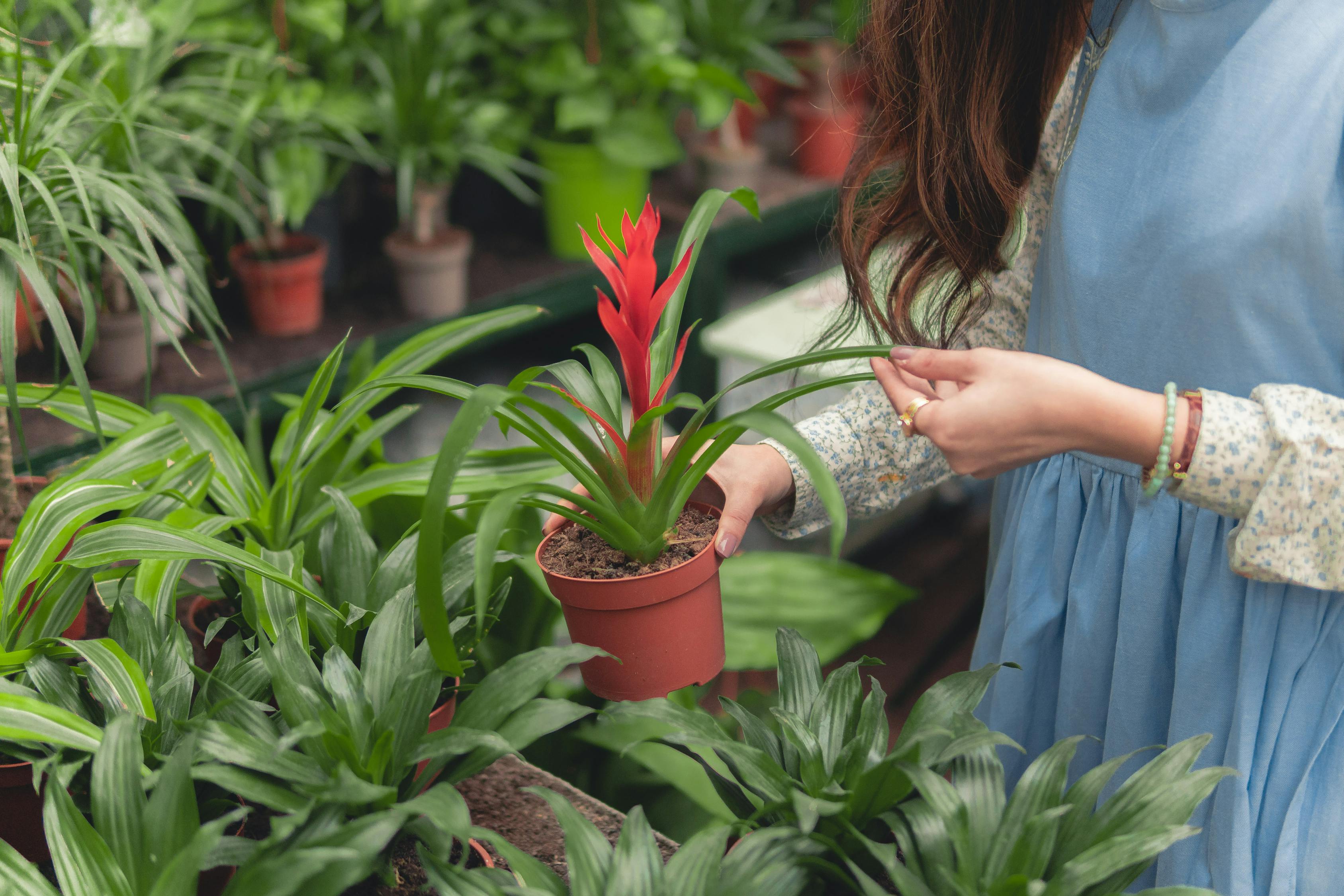 室外绿植盆栽，大棵植物的魅力与养护