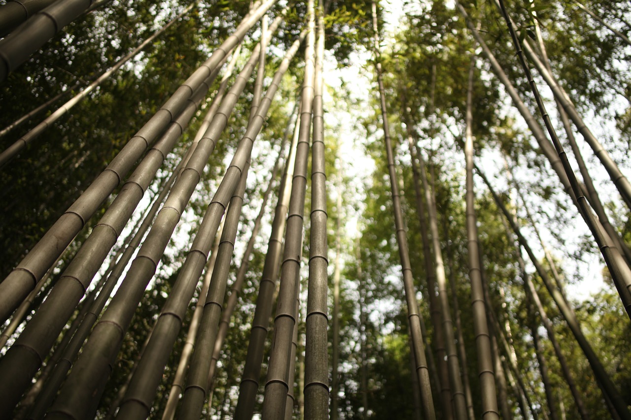 亚路烧烤森林露营基地，体验自然与美食的完美结合