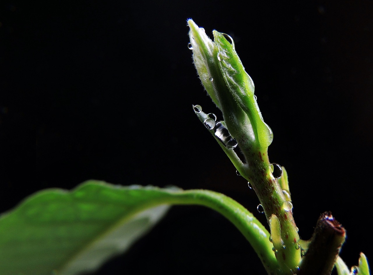 春天室内盆栽水养绿植的艺术与魅力