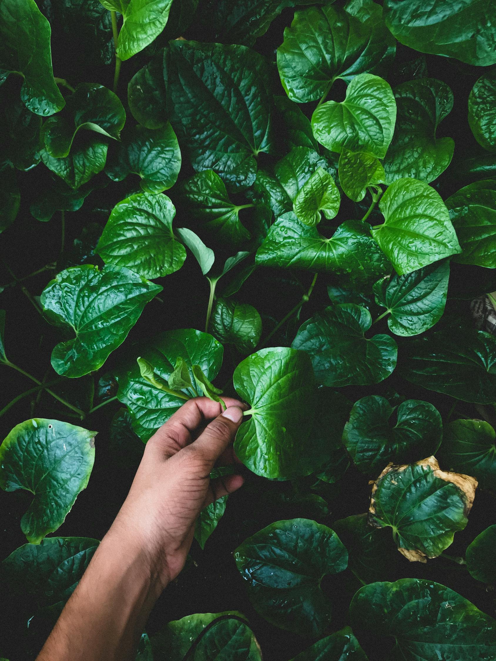 室内绿植盆栽套餐，打造绿色生活空间的艺术