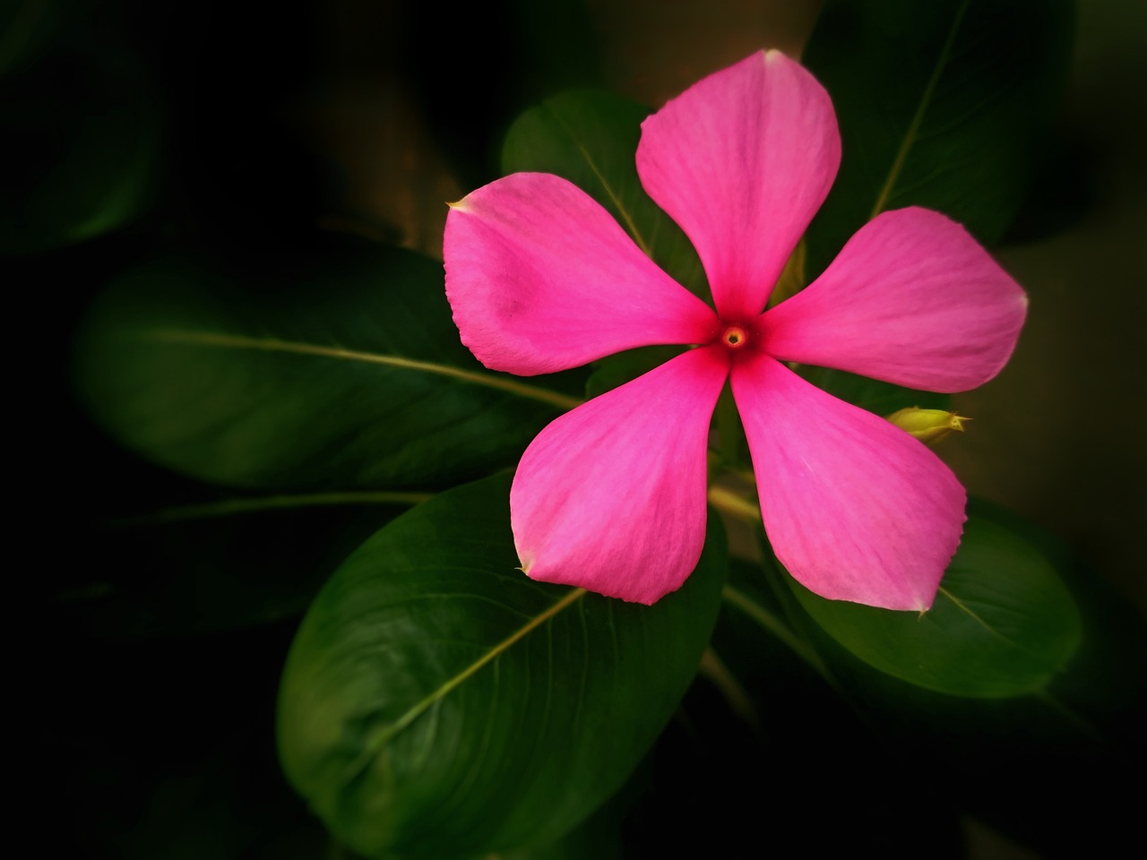 室内绿植盆栽花卉图片，美化家居的灵感源泉