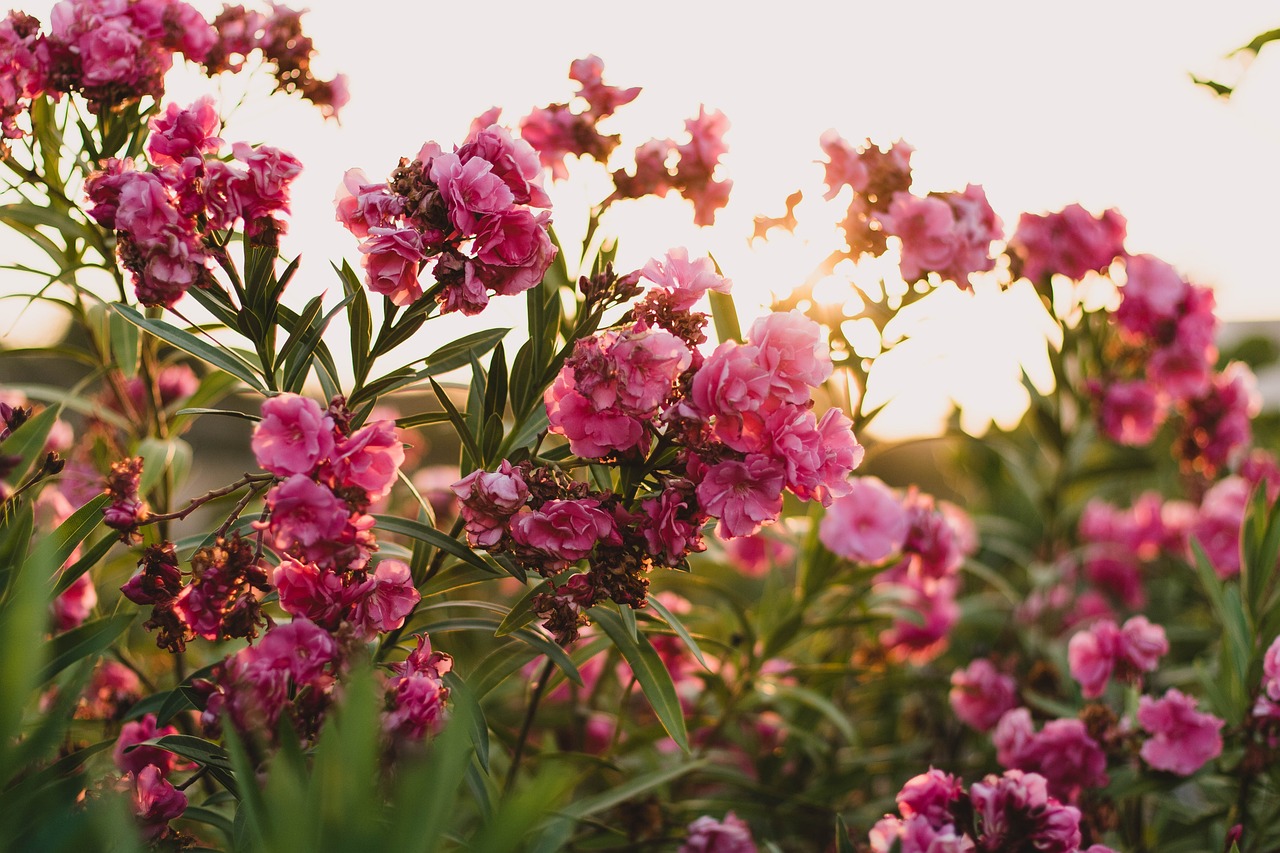 办公室盆栽，花卉绿植的魔力与益处