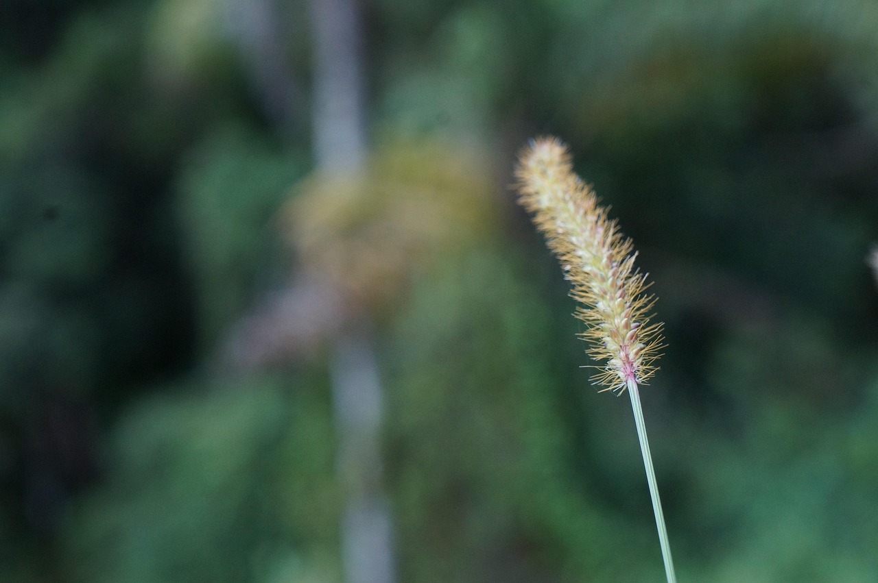 绿植盆栽室内热干环境与生活的融合