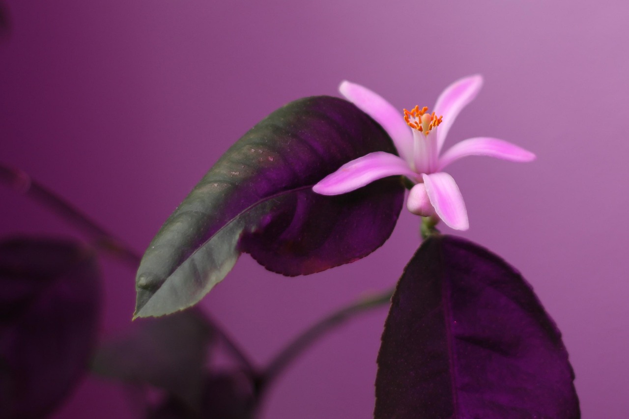 室内盆栽大型绿植开花的魅力与种植技巧