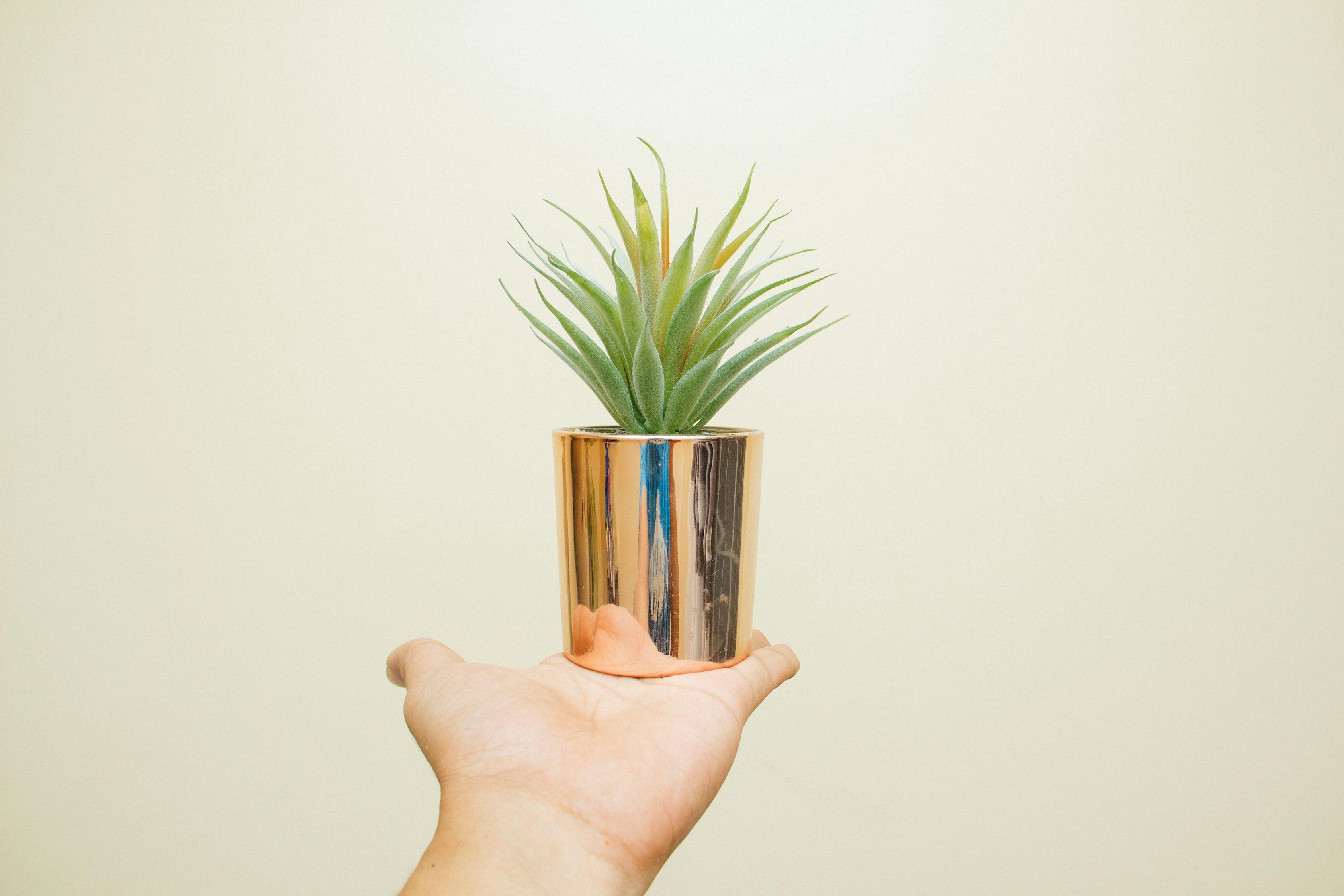 室内绿植盆栽，发财树的高度与美学