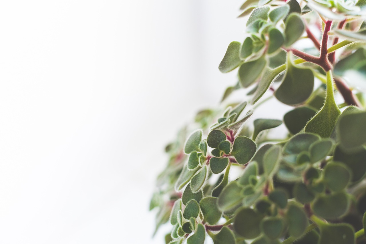 室内绿植小盆栽的种类与选择